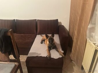 Štěňátko Belgického Malinoise