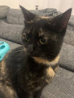 Domácí kočka zdarma