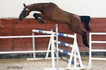 Prodám klisnu po Quaid