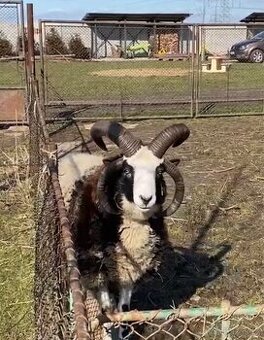 Prodám jehňata, mladé ovečky a beránky Jacobova ovce