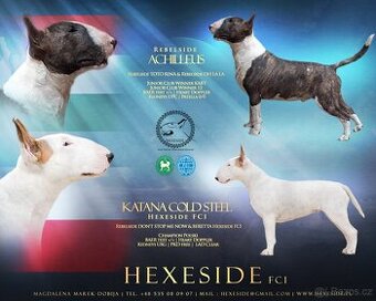 Angielski bullterrier, Bullterier, bullterrier, fenka z PP