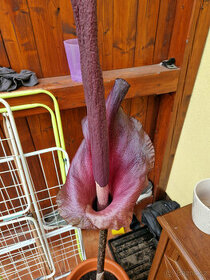 Prodam hlízy Zmijovce různé velikosti