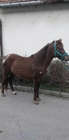 Poník welsh pony - 1
