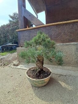 Bonsai Borovice