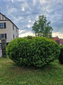 Rozdílné thuje, japonské vrby a buxus