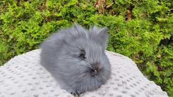 Zakrslý králík, králíček - (TEDDY)-OLAF,OLIVER,OLINA