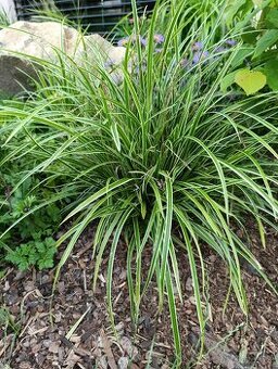Carex ostřice