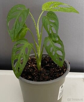 Monstera Adansonii Monkey Mask