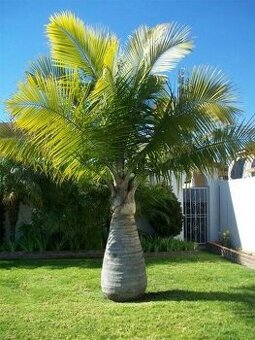 Sazenice Ravenea rivularis