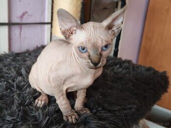 Sphynx
