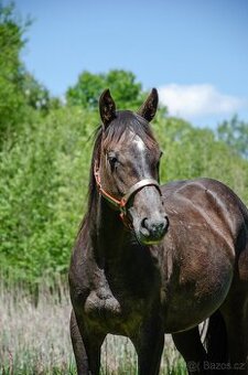 Quarter horse hřebec 2,5 roku