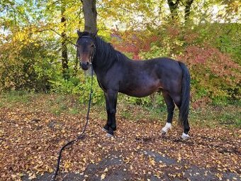 Valach Welsh part bred