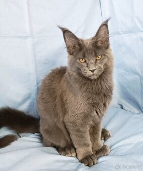 Mainská mývalí- kočička s PP