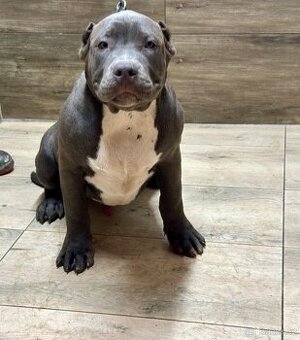 American bully XL