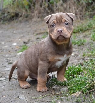 American bully pocket / sharpei