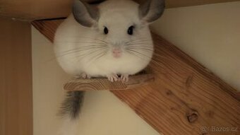 Činčila white ebony sameček - 1