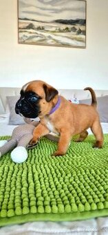 NĚMECKÝ BOXER ŠTĚŇATA narozená 31.10.2025