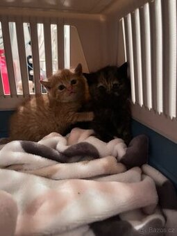 Koťátka staré 5 týdnů