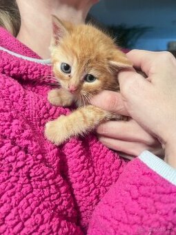 Koťátka staré 5 týdnů