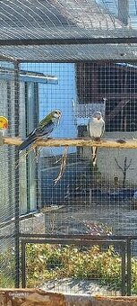 Papoušek alexandřin kr. 25