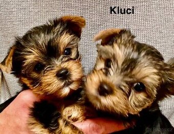 Jorkširský terier bez PP - 1