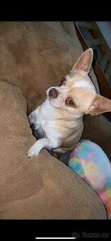 Čivava krátkosrstá