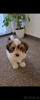 Havanský psík s PP- pejsci