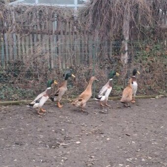 Prodám kačery Indického běžce