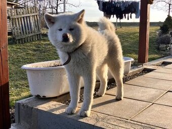 Akita Inu - mazel do rodiny