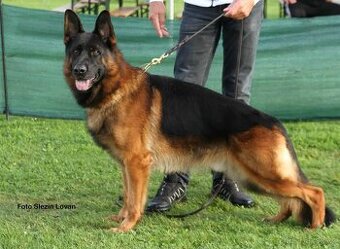 šteňata nemecký ovčák