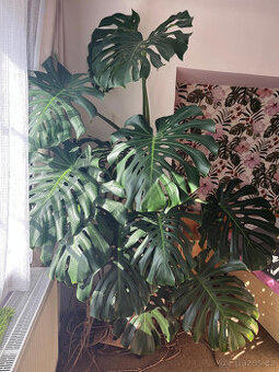 Monstera - velká rostlina