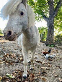 Mini pony hřebeček