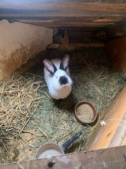 Kalifornský králík - samci