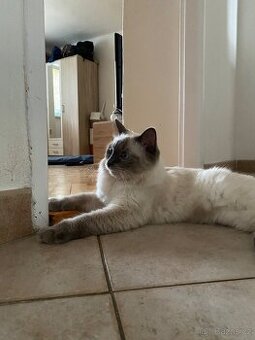 Ragdoll koťata bez PP