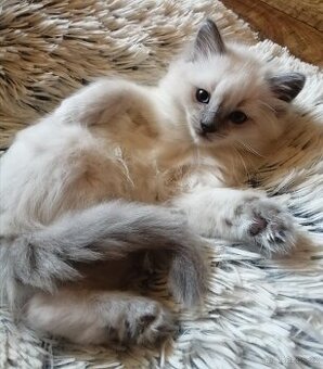 Ragdoll bez PP
