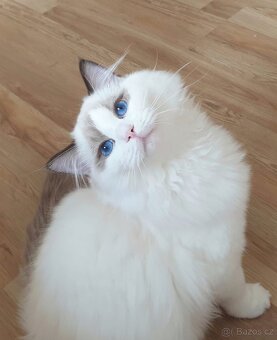 Adoptivní domov pro kocourka ragdoll