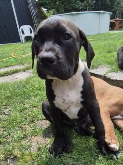 American bully xl štěně