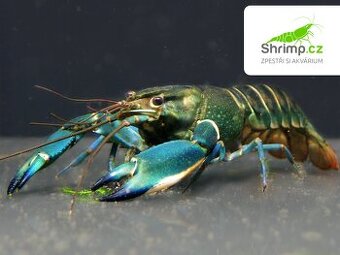 Rak Cherax sp. Blue Moon