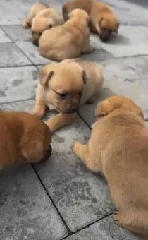 Pomeranan x
