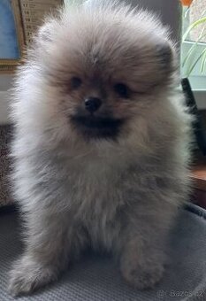 Pomeranian - pejsek