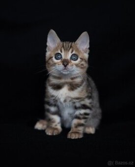 Bengálská hnědá kočička s PP