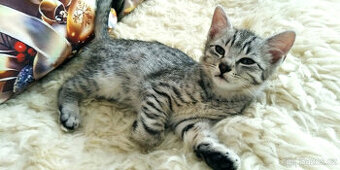 Kotě - egyptská kočka