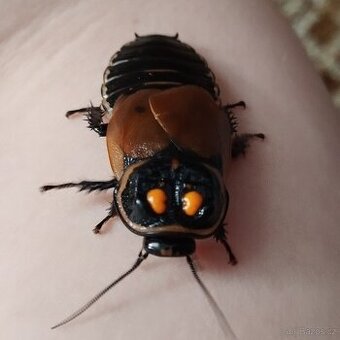 Lucihormetica verrucosa