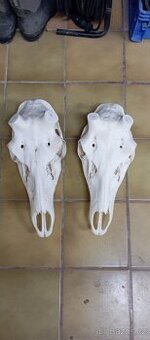 Jelení lebka,trofej,paroží,myslivost.