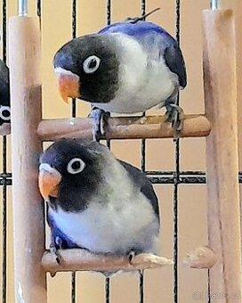 Agapornis skraboskovy