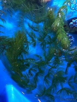 Akvarijní rostliny🌱