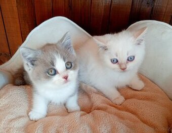 Britská koťátka s PP