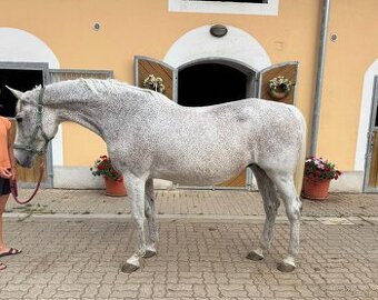 Klisna s top původem – Cassini I × Corrado I