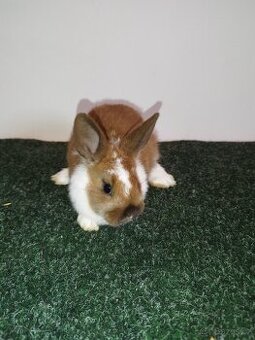 Nabízím krásné zakrslé králíčky