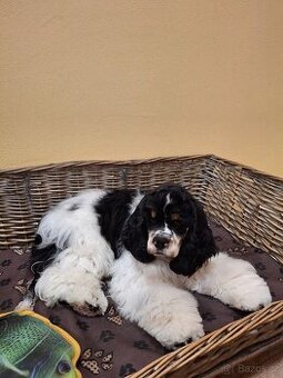 Americký kokršpaněl